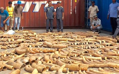 Avorio, sequestro record in Cambogia: trovato container con 1000 zanne