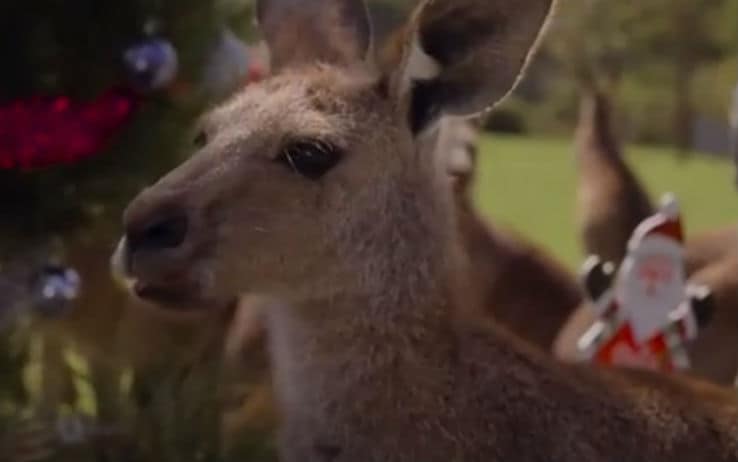 Immagini Koala Natale.Australia Anche Canguri E Koala Festeggiano Il Natale Video Sky Tg24