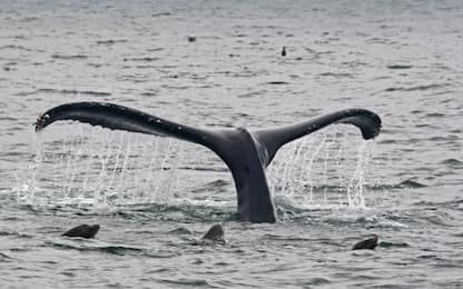 Hawaii, le balene in acqua giocano davanti ai turisti. VIDEO