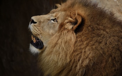 Usa, leone fugge da recinto e uccide inserviente: era una neoassunta