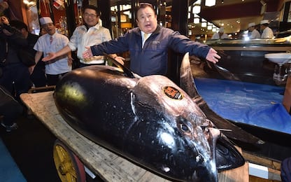 Giappone, big del sushi paga 3 mln di dollari per un tonno: è record