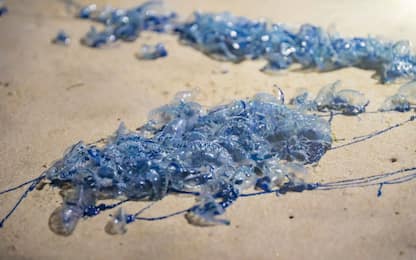 Australia, 5mila bagnanti ustionati dalle meduse in Queensland
