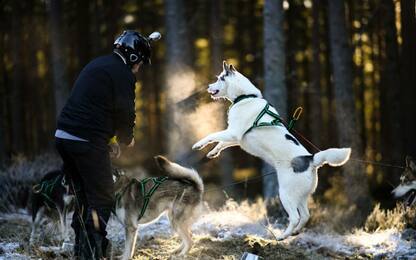 Regno Unito, la corsa delle slitte trainate dagli husky