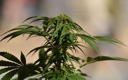 Scoperta una serra per produrre marijuana nel Pavese: una denuncia