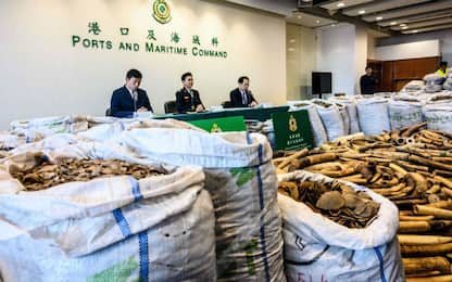 Traffico di reperti animali: sequestro record ad Hong Kong