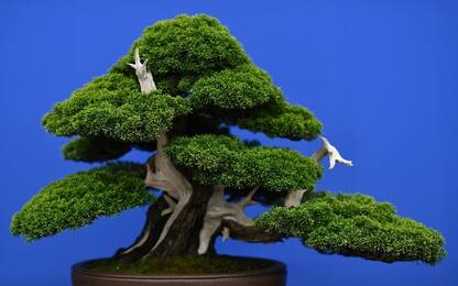 Giappone, rubati 7 bonsai: il più antico ha 400 anni