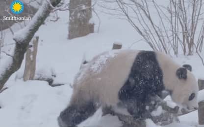 Panda gioca nella neve durante la tempesta. VIDEO