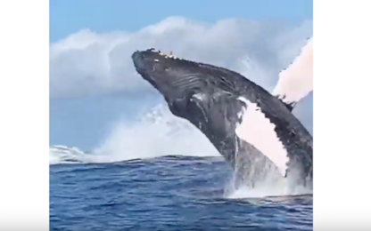 Hawaii, lo spettacolo dei tuffi delle balene. VIDEO
