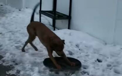 Usa, cane trasforma coperchio in slittino e scivola sulla neve. VIDEO 