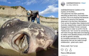 California, avvistato raro esemplare di pesce luna Mola Tecta