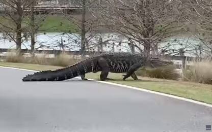 Usa, alligatore gigante attraversa la strada in Florida. VIDEO