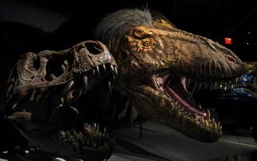 Dinosauri, ricostruite in 3D uova risalenti a 200 milioni di anni fa