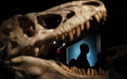 Le ultime 24 ore di vita dei dinosauri raccontate da un nuovo studio