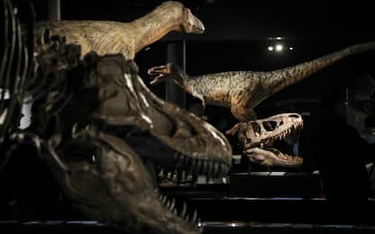 I velociraptor non cacciavano in branco: la scoperta dei paleontologi