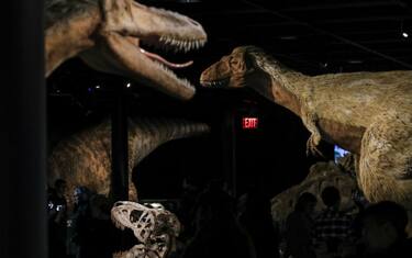 Dinosauri, scoperti in Canada i resti del T-Rex più grande di sempre