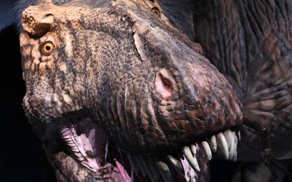 Scoperto il mini cugino del T-Rex rimasto ‘nascosto’ per anni