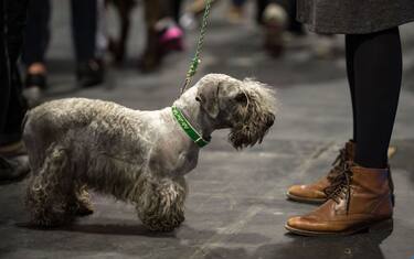GettyImages-cani_nec14