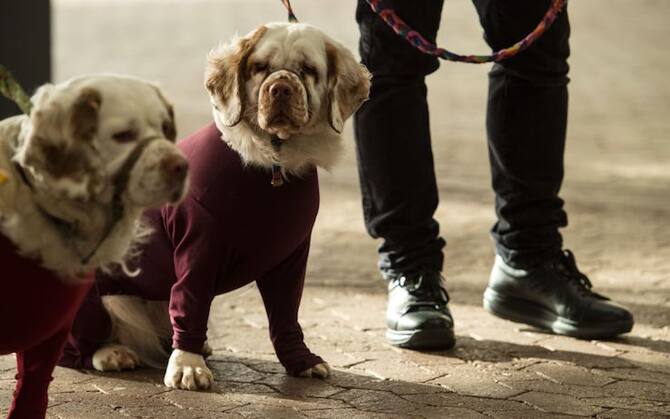 Che Razza è Il Cane Della Pubblicità Di Sky