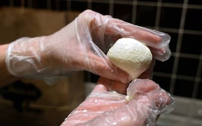 Giappone, scoperta falsa mozzarella di bufala con marchio "Tokyo Dop"