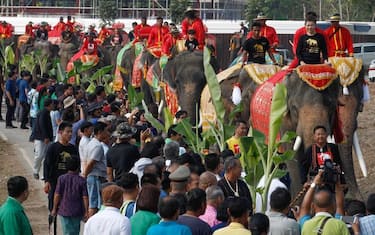 1Agenzia_Fotogramma_Thailandia_giornata_nazionale_elefante