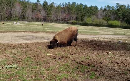 Usa, il bisonte “danza” per festeggiare la primavera. VIDEO