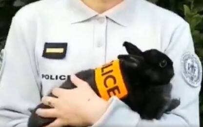 Polizia francese: "Cercasi coniglio poliziotto". Pesce d’aprile. VIDEO