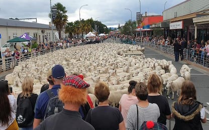 Nuova Zelanda, la corsa delle pecore di Te Kuiti. VIDEO