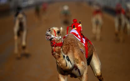 Dubai, corsa dei cammelli all'Al Marmoom Heritage Festival