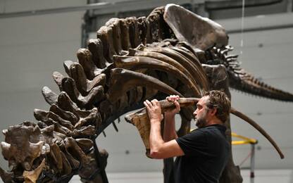 Scozia, scheletro del T-Rex Trix in mostra a Glasgow. FOTO