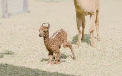 Coronavirus, possibili nuovi farmaci dai nanoanticorpi degli alpaca