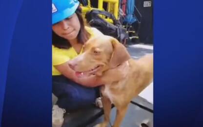 Il video del salvataggio di un cane su una piattaforma petrolifera