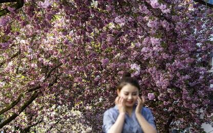 Lo spettacolo dei ciliegi in fiore a Bonn. FOTO