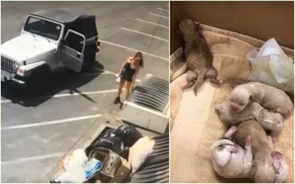 Coachella, donna accusata di aver abbandonato cuccioli. VIDEO