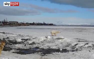 Russia, orso polare viaggia su lastra di ghiaccio per 700 km. VIDEO