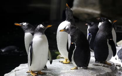 25 aprile, si celebra la Giornata mondiale dei pinguini