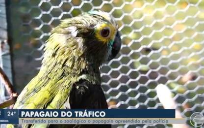 Brasile, sequestrato pappagallo addestrato ad avvertire spacciatori