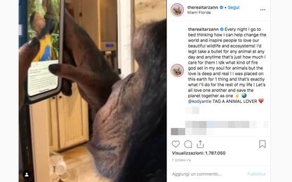 Lo scimpanzé usa Instagram: polemiche da studiosi e animalisti. VIDEO