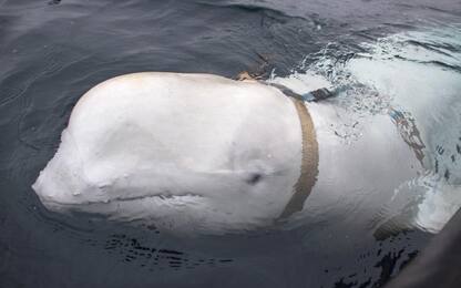Norvegia, trovata balena con imbracatura: “Forse trasporta armi russe”
