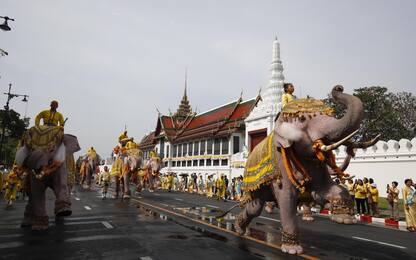 Sfilata di elefanti in onore del nuovo re in Thailandia