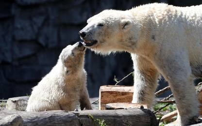 L'orsa Tonja e la sua cucciola, festa della mamma con sorpresa: VIDEO