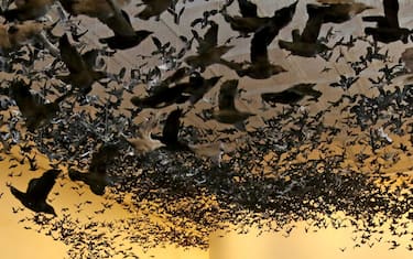 GettyImages_Murmuration_National_Gallery_of_Victoria_Copertina_1