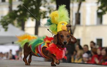Bassotti sfilano a San Pietroburgo per la Dachshunds Parade