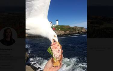 Gabbiano le morde il panino: la foto su Twitter diventa virale