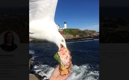 Gabbiano le morde il panino: la foto su Twitter diventa virale 