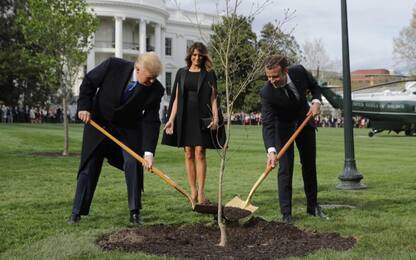 Casa Bianca, morta la quercia piantata nel 2018 da Trump e Macron