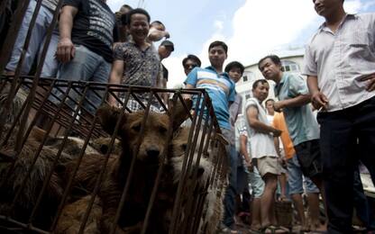 Yulin, in Cina torna festival carne di cane: protestano animalisti