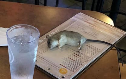Los Angeles, un topo cade sul tavolo di un ristorante