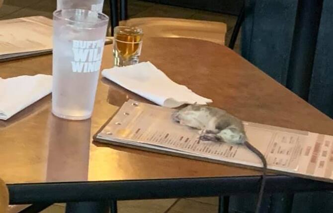 Los Angeles Un Topo Cade Dal Soffitto Sul Tavolo Di Un Ristorante Foto Sky Tg24