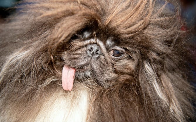 Cani Piu Brutti Del Mondo Il Concorso In California Foto Sky Tg24