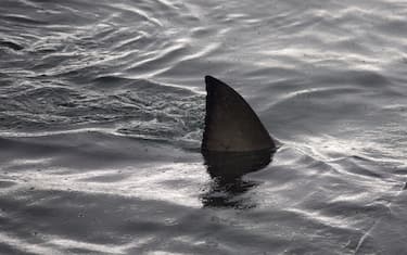Australia, 17enne ucciso da uno squalo mentre faceva surf